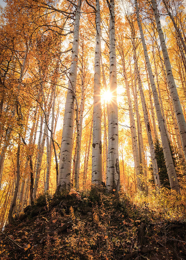 Golden Aspen Forest Colorado fine art photography print by Dan Sproul